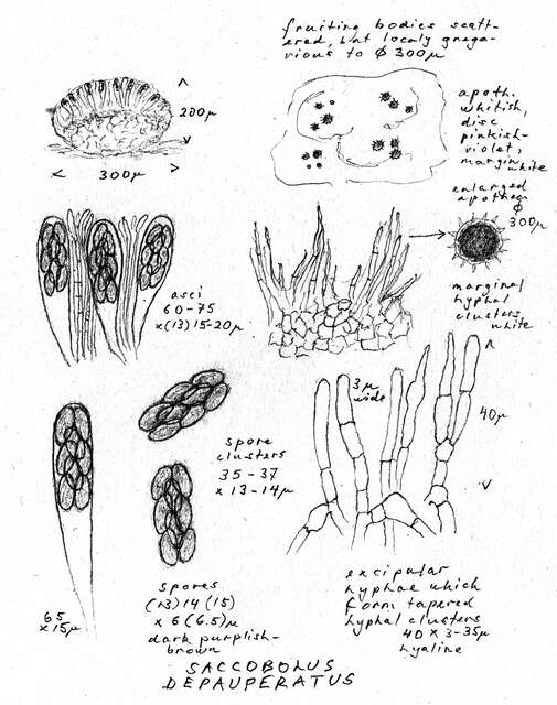 Image of Saccobolus depauperatus (Berk. & Broome) E. C. Hansen 1877