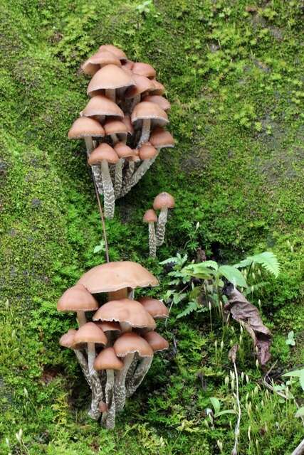 Image of Psilocybe zapotecorum R. Heim 1957