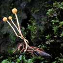 Слика од Ophiocordyceps sphecocephala (Klotzsch ex Berk.) G. H. Sung, J. M. Sung, Hywel-Jones & Spatafora 2007