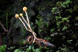 Image of Ophiocordyceps sphecocephala (Klotzsch ex Berk.) G. H. Sung, J. M. Sung, Hywel-Jones & Spatafora 2007