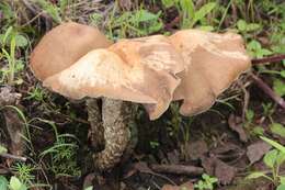 Image of Psilocybe zapotecorum R. Heim 1957