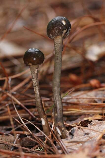 Image of Ophiocordycipitaceae