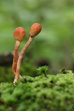 Image of Ophiocordyceps gracilioides (Kobayasi) G. H. Sung, J. M. Sung, Hywel-Jones & Spatafora 2007