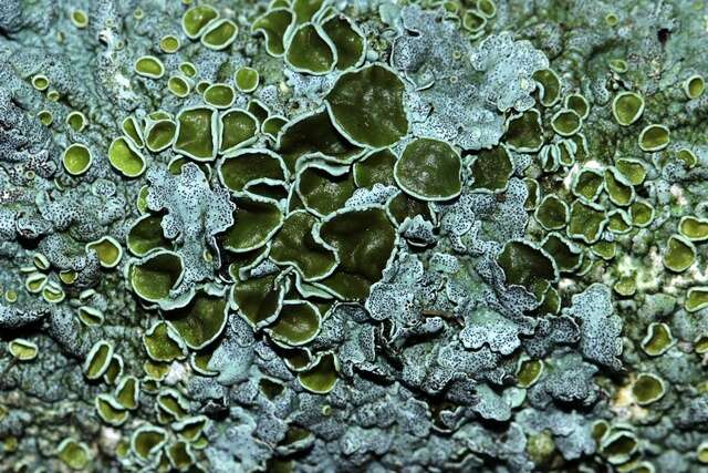 Image of myelochroa lichen