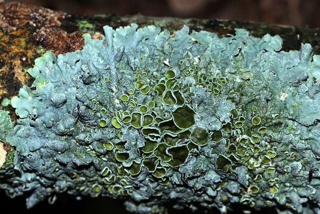 Image of myelochroa lichen