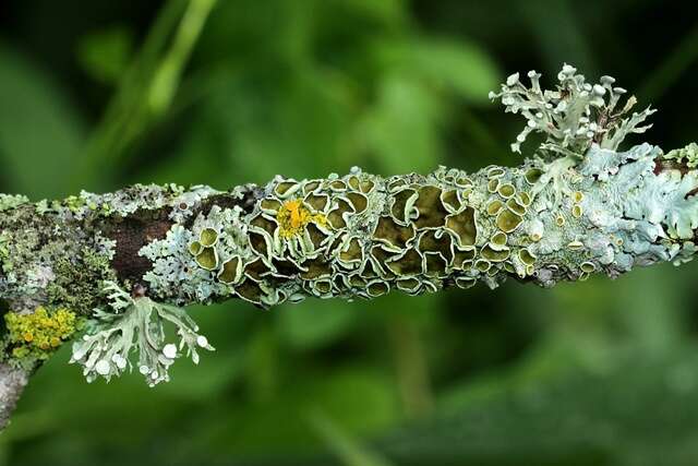 Image of myelochroa lichen