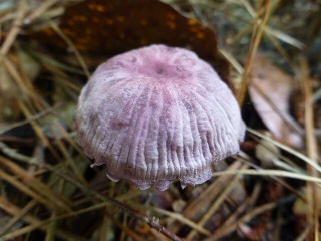 Image of Gymnopus iocephalus (Berk. & M. A. Curtis) Halling 1997