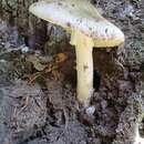 Image of Amanita submaculata Peck 1900