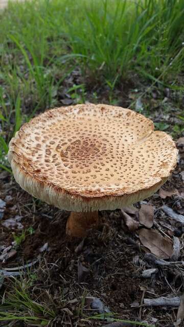 Image of Amanita congolensis (Beeli) Tulloss, B. E. Wolfe, K. W. Hughes, Kudzma & D. Arora 2015