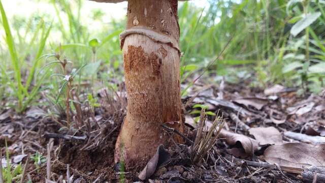 Plancia ëd Amanita congolensis (Beeli) Tulloss, B. E. Wolfe, K. W. Hughes, Kudzma & D. Arora 2015