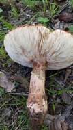 Image of Amanita congolensis (Beeli) Tulloss, B. E. Wolfe, K. W. Hughes, Kudzma & D. Arora 2015