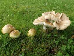 Image of Amanita