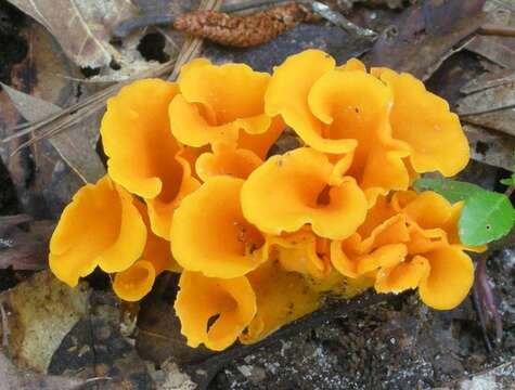 Cantharellus odoratus (Schwein.) Fr. 1828 resmi