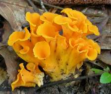 Image of Cantharellus odoratus (Schwein.) Fr. 1828