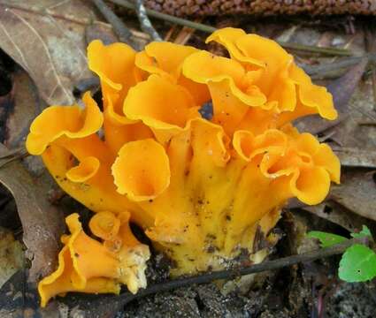 Cantharellus odoratus (Schwein.) Fr. 1828 resmi