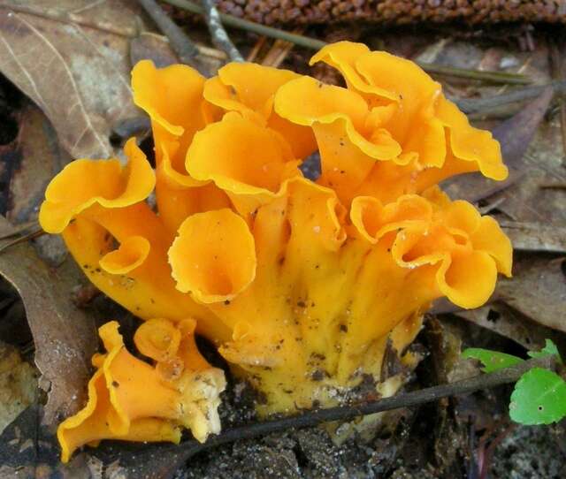 Слика од Cantharellus odoratus (Schwein.) Fr. 1828