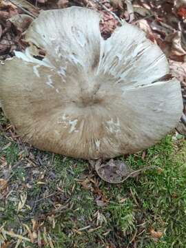 Image of Megacollybia rodmanii R. H. Petersen, K. W. Hughes & Lickey 2008