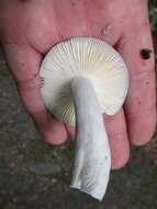 Image of Russula ornaticeps Burl. 1921