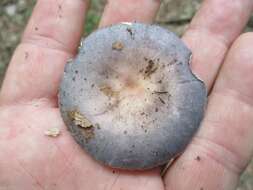 Image of Russula ornaticeps Burl. 1921