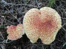 Image of Clinton’s boletus