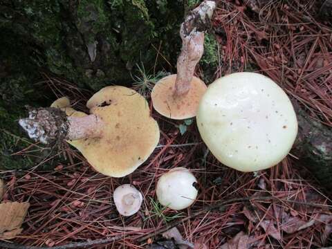 Image of Slippery white bolete