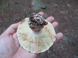 Image of Russula dissimulans Shaffer 1962