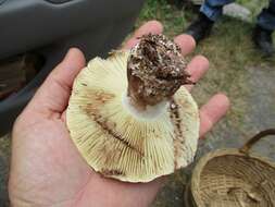 Image of Russula dissimulans Shaffer 1962