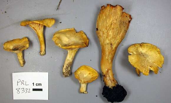 Cantharellus chicagoensis Leacock, J. Riddell, Rui Zhang & G. M. Muell. 2016 resmi