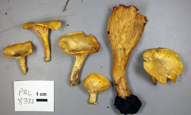 Image de Cantharellus chicagoensis Leacock, J. Riddell, Rui Zhang & G. M. Muell. 2016