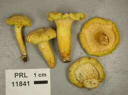 Image of Cantharellus chicagoensis Leacock, J. Riddell, Rui Zhang & G. M. Muell. 2016
