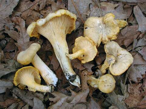 Image of Cantharellus chicagoensis Leacock, J. Riddell, Rui Zhang & G. M. Muell. 2016