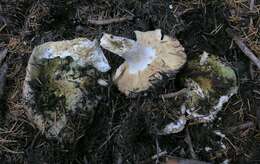 صورة Russula aeruginea Lindblad ex Fr. 1863