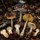 Plancia ëd Cortinarius phaeomyxa (E. Horak) Peintner, E. Horak, M. M. Moser & Vilgalys 2002