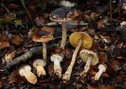 Image of Cortinarius phaeomyxa (E. Horak) Peintner, E. Horak, M. M. Moser & Vilgalys 2002