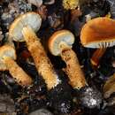 صورة Cortinarius castoreus Soop 2005