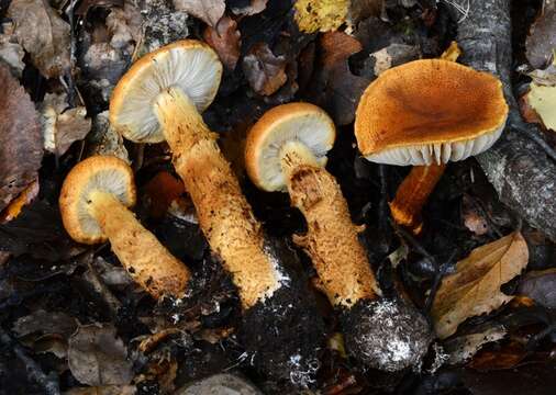 Image of Cortinarius castoreus Soop 2005