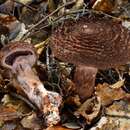 Image of Cortinarius ursus Soop 2001