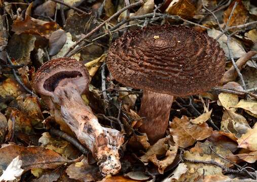 Image of Cortinarius ursus Soop 2001