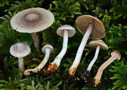 Image of Cortinarius periclymenus Soop 2001