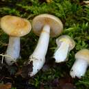 Image of Cortinarius vitreopileatus E. Horak 1990