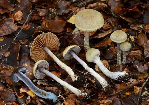 Image of Cortinarius suecicolor Soop 2003