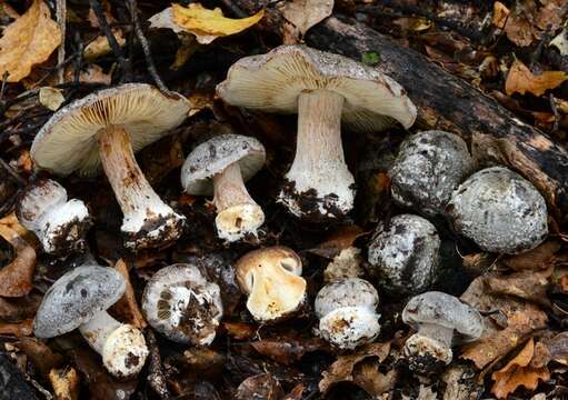 Sivun Cortinarius myxenosma Soop 2008 kuva