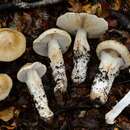 Sivun Cortinarius alboaggregatus Soop 2005 kuva