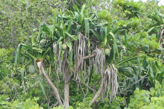 Image of bakong