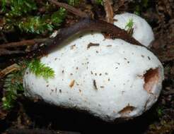 Image of Entoloma gasteromycetoides Co-David & Noordel. 2009