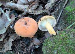 Image of Lactarius hygrophoroides Berk. & M. A. Curtis 1859