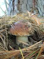 Image of Boletus