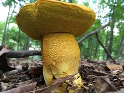 Слика од Retiboletus