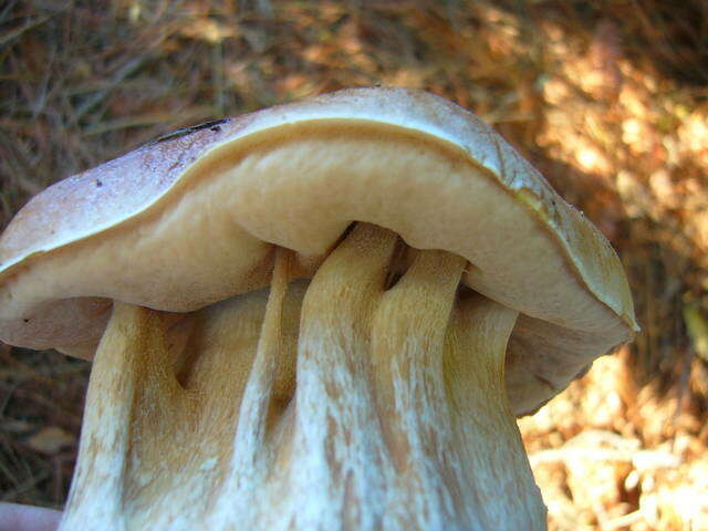 Image of Boletus