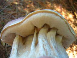 Image of Boletus